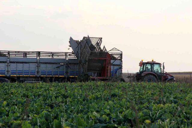 Şeker pancarının üretim üssü Konya’da hasat zamanı