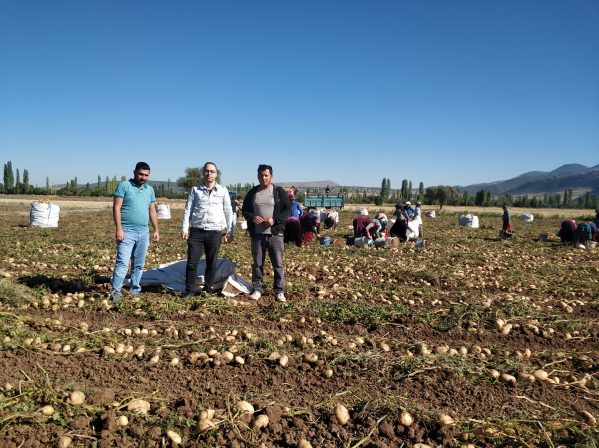 Beyşehir’de cipslik patates hasat mesaisi başladı