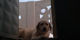 Seydişehir’de minarede mahsur kalan köpek kurtarıldı