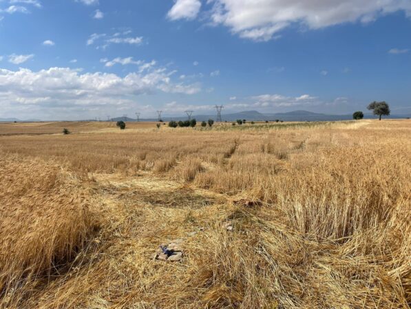 Konya Beyşehir’de Çiftçinin 30 Bin Liralık Buğdayı Çalındı