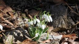 Beyşehir’de kış ortasında yalancı bahar