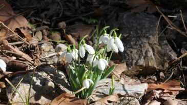 Beyşehir’de kış ortasında yalancı bahar