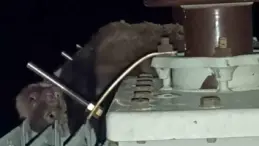 Elektrik kesintisinin nedeni “ölü sansar” çıktı