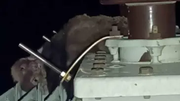 Elektrik kesintisinin nedeni “ölü sansar” çıktı