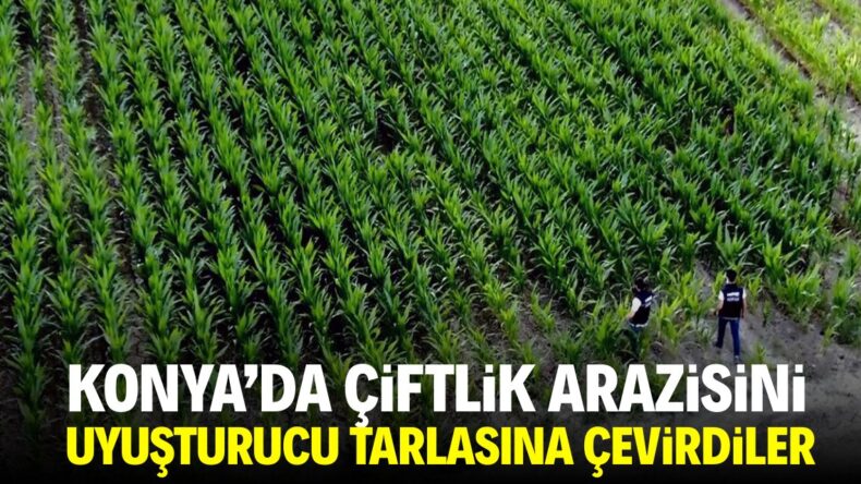 Konya’da çiftlik arazisini uyuşturucu tarlasına çevirdiler!
