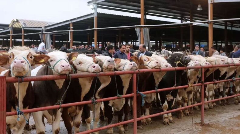 Ereğli’de hayvan pazarına küçükbaşlar giremeyecek