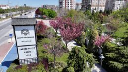 Sakuralar İçin Japonya’ya Gitmenize Gerek Yok; Konya’da Sakura Mevsimi Başladı