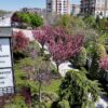 Sakuralar İçin Japonya’ya Gitmenize Gerek Yok; Konya’da Sakura Mevsimi Başladı