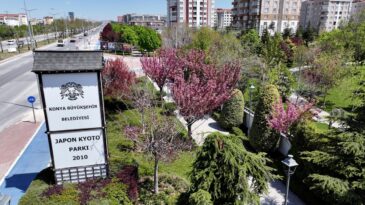 Sakuralar İçin Japonya’ya Gitmenize Gerek Yok; Konya’da Sakura Mevsimi Başladı