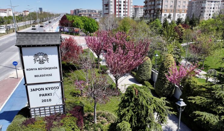Sakuralar İçin Japonya’ya Gitmenize Gerek Yok; Konya’da Sakura Mevsimi Başladı