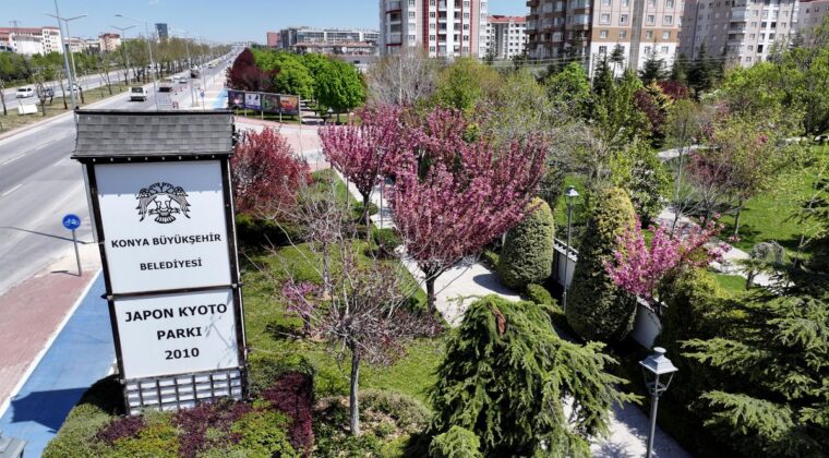 Sakuralar İçin Japonya’ya Gitmenize Gerek Yok; Konya’da Sakura Mevsimi Başladı